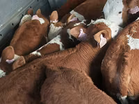 Bou, Simmental cattle — foto 1