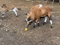 Ram, Cameroon sheep — photo 1