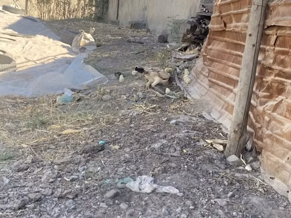 Chickens — Kyrgyzstan
