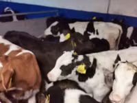 Bò đực, Russian Black pied cattle — ảnh 3