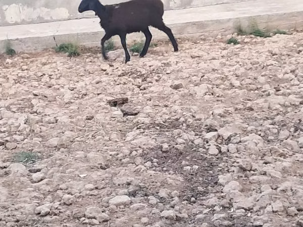 Sheep, Sheep