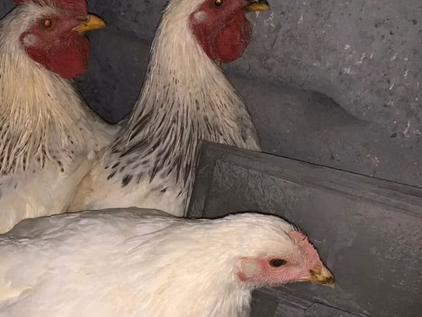 Chickens — Kyrgyzstan