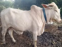 Mucca, Bovini — foto 5