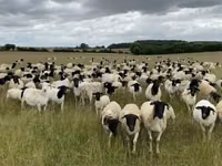 Sheep, Dorper sheep — photo 1