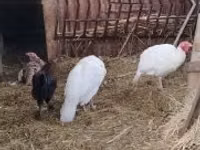 Turkeys — फ़ोटो 1