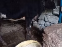 Toro, Bovini — foto 4
