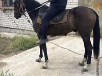 Horse (M), Horses — photo 2