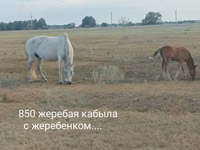 Mare, Horse breed — photo 2