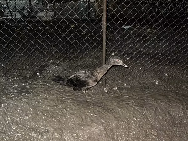 rață domestică Muscovy