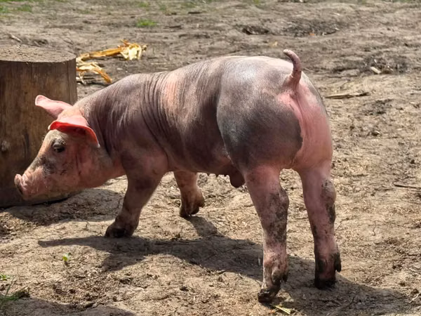 Boar, Pigs — Moldova