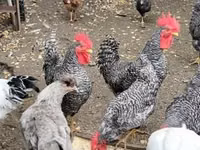 Chickens — foto 3