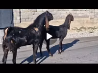 แพะตัวเมีย, Kamori goats — รูปภาพ 4