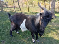تيس, الماعز — الصورة 1