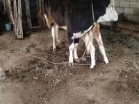 பசு, Simmental cattle — புகைப்படம் 3
