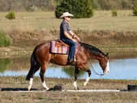 Άλογο, Quarter Horse — φωτογραφία 3