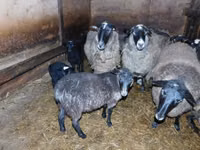 میش, Romanov sheep — عکس 4