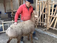 Ram, Sheep — photo 4