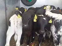 Bulle, Simmental cattle — Foto 1