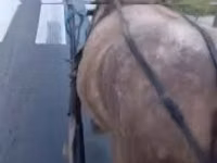 Kuda betina, Horses — foto 2
