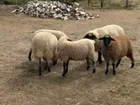 Sheep, Sheep — photo 1