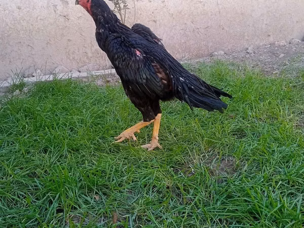 Chickens — Uzbekistan