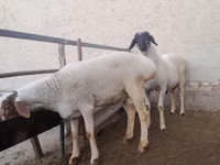 Billy Goat, Goats — photo 5