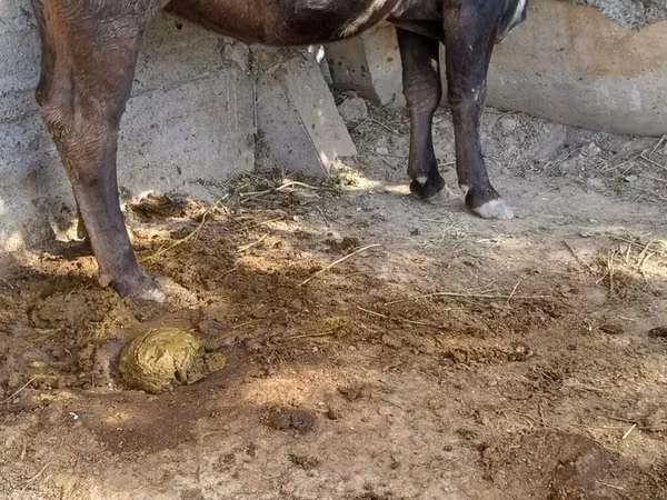 Cow, Alatau breed — Kyrgyzstan