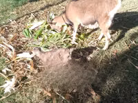 Goat, Goats — photo 5