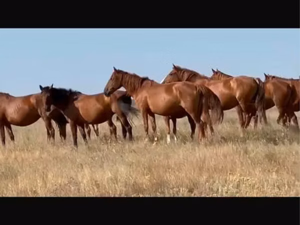 Mare, Kushum Horse