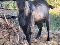 Billy Goat, Goats — photo 3