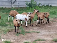 Får (parti, kön ej angivet), Cameroon sheep — foto 3