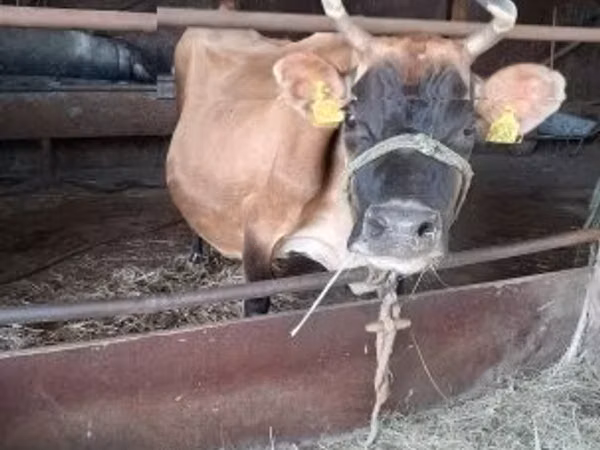 Sapi, Jersey breed