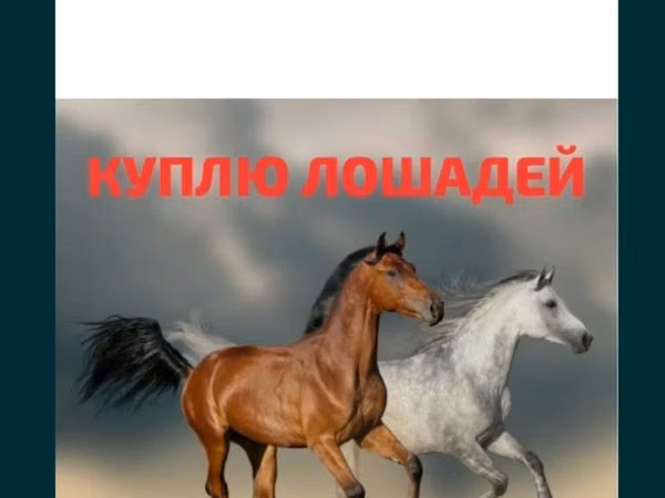 Kobyła, Konie — Kazachstan