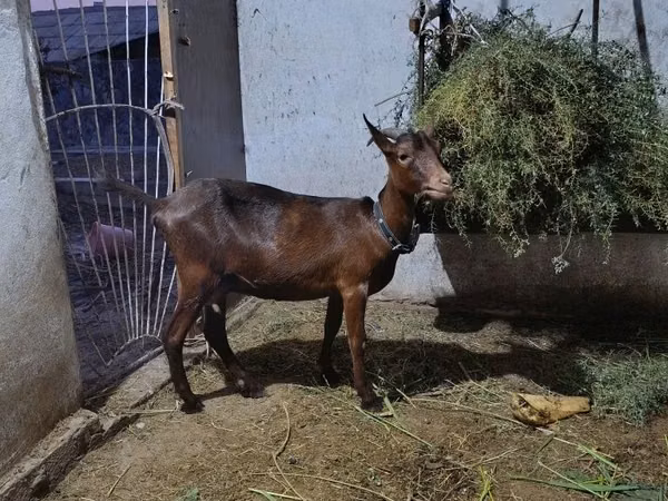 Goat, Murcia-Granada goats — Uzbekistan