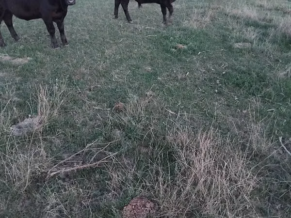 Mucca, Aberdeen Angus