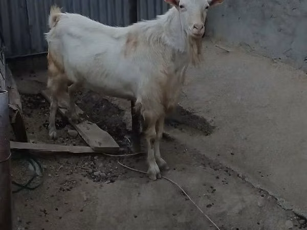 Ziegenbock, Ziegen — Usbekistan