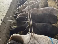 Kambing jantan, Hissar sheep — foto 1