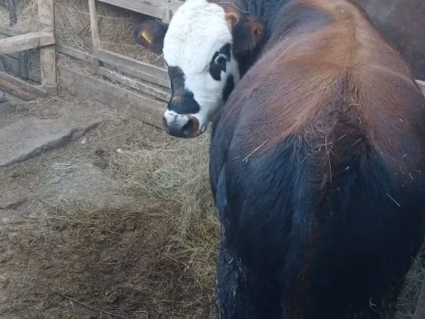 Bull, Kazakh White-headed cow