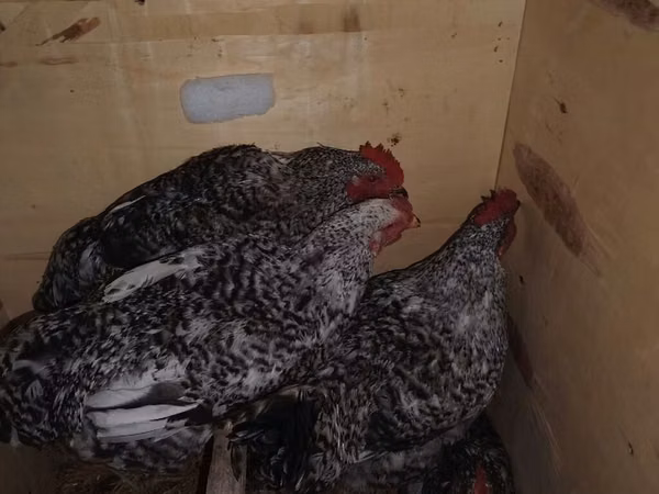 Chickens — جمهوری آذربایجان