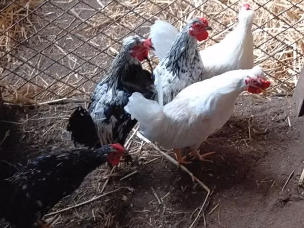 Chickens — مجارستان
