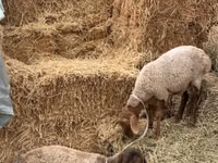 Ram, Arashan sheep — photo 2