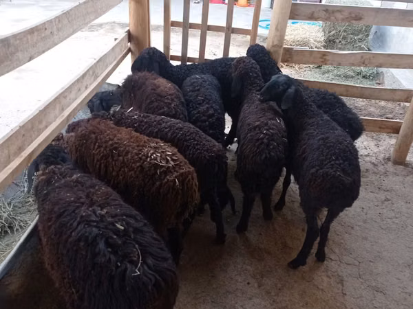 Sheep, Tajik sheep — Uzbekistan