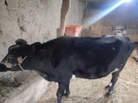Cow, Cattle — photo 4