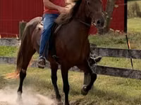 Mare, Rocky Mountain Horse — photo 3
