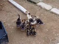 Ducks — عکس 1