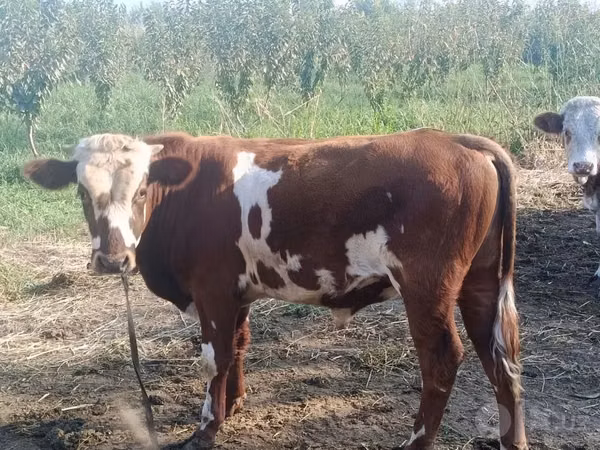 Toro, Hereford — Uzbekistan