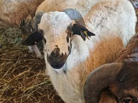 Ram, Sheep — photo 8