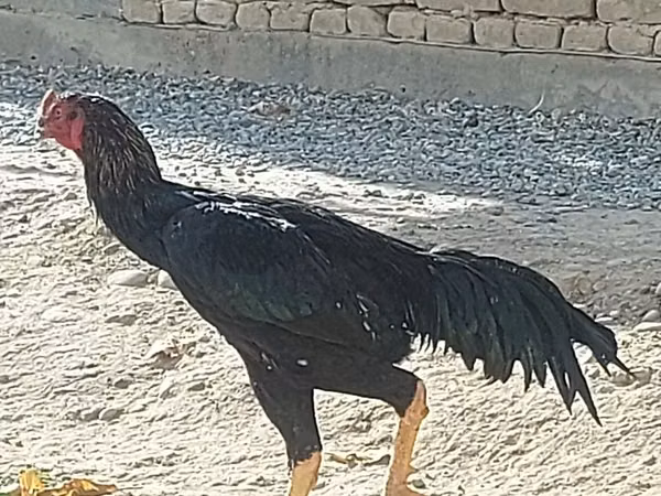 Chickens — Uzbekistan