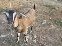 Koza, Nubian Goat — foto 3