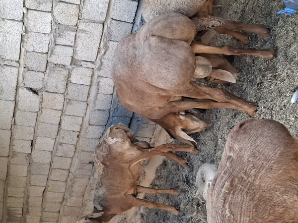 میش, Arashan sheep — قزاقستان